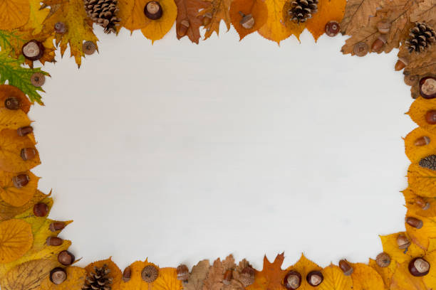 istock Colorful autumn leaves collection on white background 1182452674