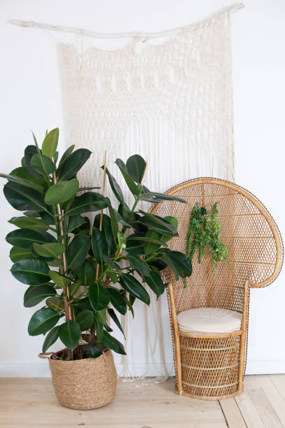 Peacock wicker chair in a spacious bedroom interior. Rattan peacock armchair by the white empty wall in the living room. Scandinavian style home. Rustic room interior. Eco furniture, natural furniture Peacock wicker chair in a spacious bedroom interior. Rattan peacock armchair by the white empty wall in the living room. Scandinavian style home. Rustic room interior. Eco furniture, natural furniture indian rubber houseplant stock pictures, royalty-free photos & images