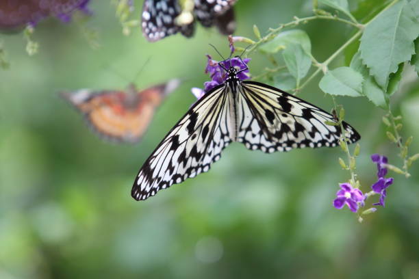 istock Butterfly on flower 2 1182454250