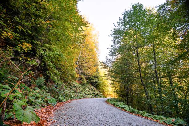 istock Forest Road in Autumn, fallen leaves on forest road 1182454489