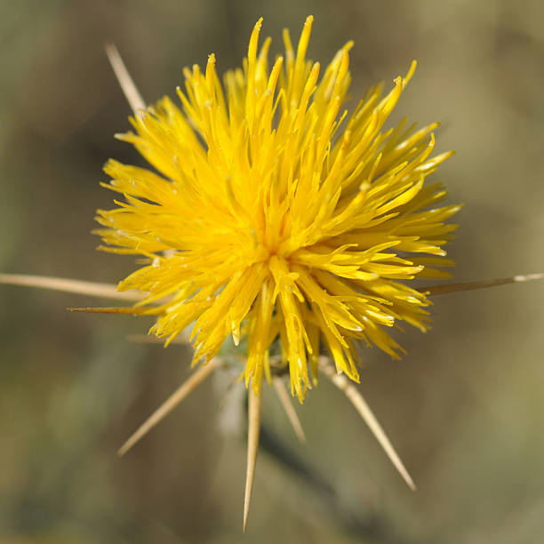 Close up of yellow star thistle, 