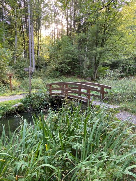 istock Wooden bridge in the woods 1182454572