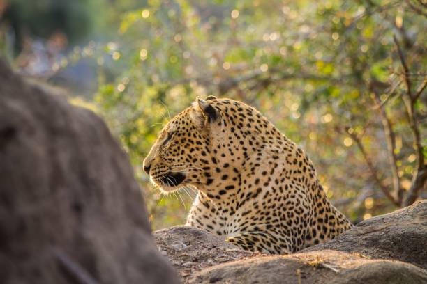 Leopard lookout stock photo