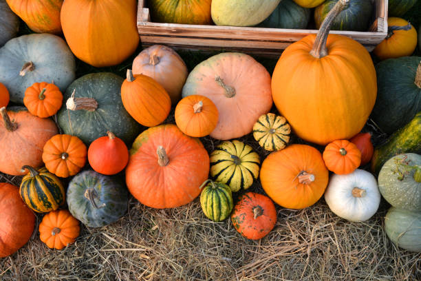 istock Pumpkins collection harvest 1182456912