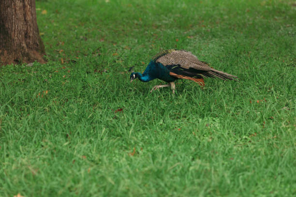 Parc Zoo de Beauval - beautiful Peacock