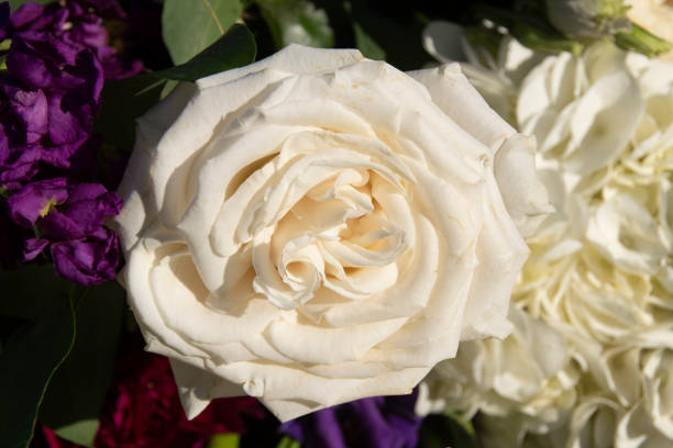 istock White Rose Blossom Close Up 1182458285