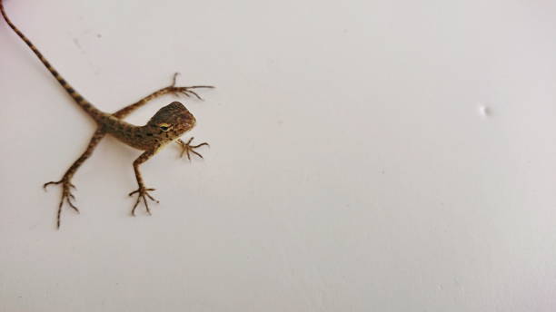 istock Young Thai brown Chameleon Lizard in room white wall 1182458642