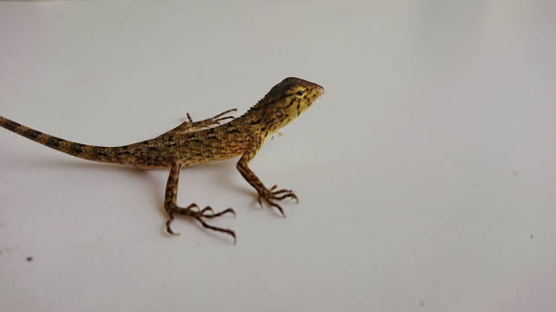 istock Young Thai brown Chameleon Lizard in room white wall 1182458653
