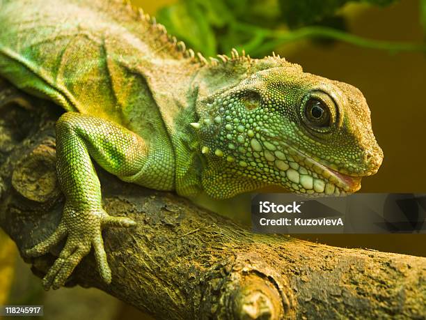 Zielony Lizard - zdjęcia stockowe i więcej obrazów Bliskie zbliżenie - Bliskie zbliżenie, Brzydota, Ciało zwierzęcia