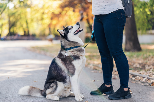 Side view image of beautiful male Siberian husky in the park