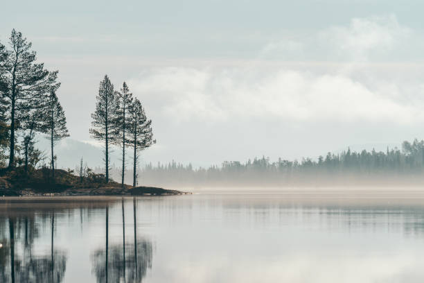 istock Foggy lake in the forest 1182460618