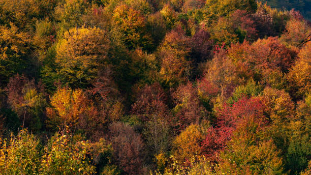 istock Colorful autumn mountain forest background 1182460641