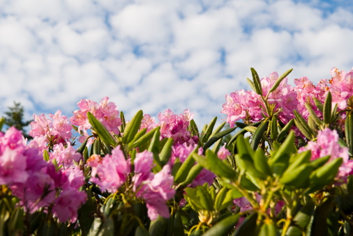 Rhododendron blossoms and partly cloudy sky on Roan Mountain in June
