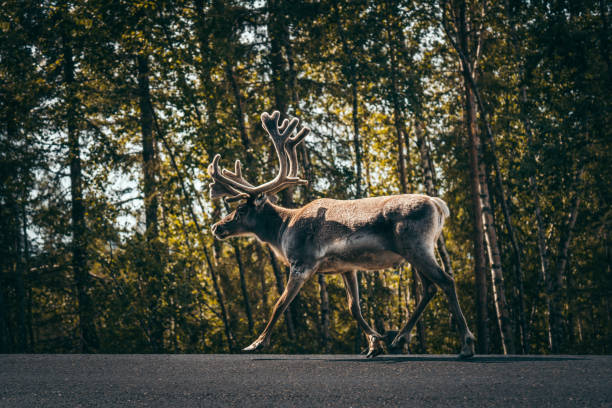 istock Reindeer walks through the road 1182461762