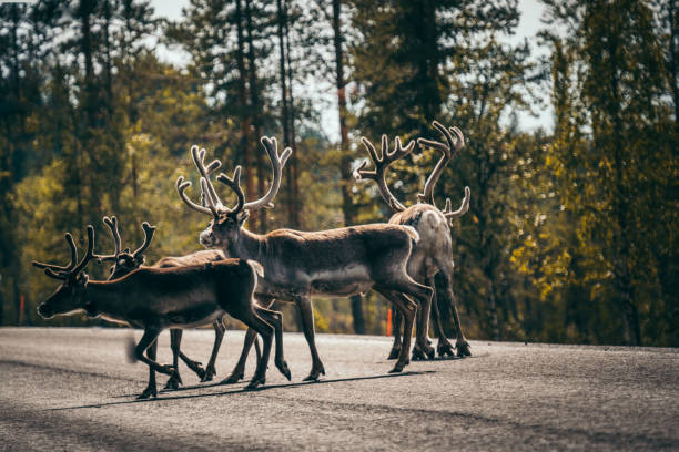 istock Reindeers are walking down the road 1182461792