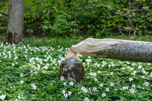 Fresh and by beavers recently cut down alder tree. Forest floor filled with white wood anemone flowers