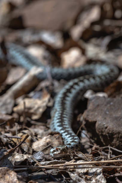 istock Viper snake lurking among dry leaves in yellow spring sunlight 1182463036