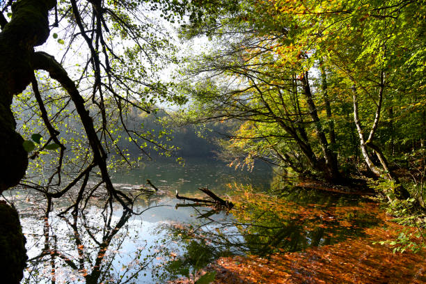 istock fallen leaves on lake in Turkey 1182463064
