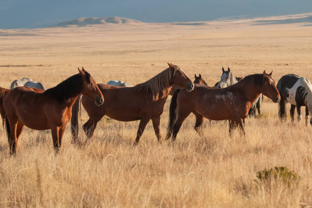 istock Wild horses in the Utah Desert 1182463255