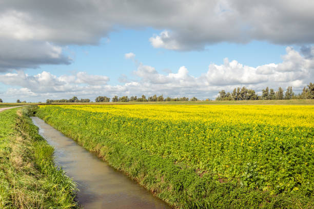 желтое цветущее рапс на голландском поле - polder autumn dirt field стоковые фото и изображения