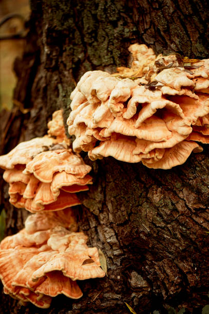 istock Orange giant tinder growing on the bark of a tree.Botany 1182465220