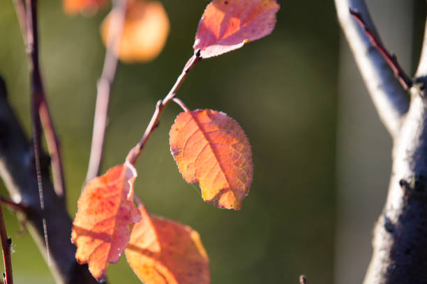 istock Autumn warm colors leaves background 1182465985
