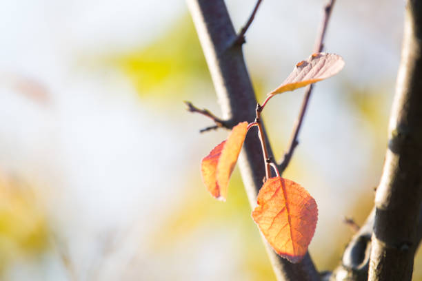 istock Autumn warm colors leaves background 1182465999