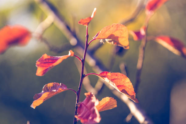 istock Autumn warm colors leaves background 1182466000