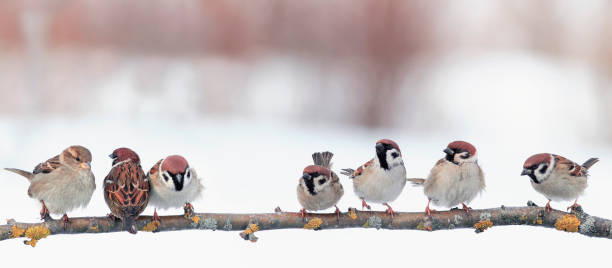 festive panoramic postcard with many little funny birds sparrows sit in the winter garden on a branch festive panoramic postcard with many little funny birds sparrows sit in the winter garden on a branch sparrow photos stock pictures, royalty-free photos & images