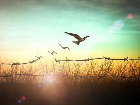 Silhouette of bird flying and broken chains at blurred nature sunset background