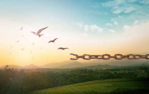 International day for the remembrance of the slave trade and its abolition concept Silhouette of bird flying and broken chains at beautiful nature background forgiveness photos stock pictures, royalty-free photos & images