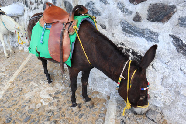 Donkeys in Fira Santorini stock photo