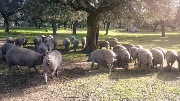 herd of Iberian acorn pigs in the meadow, eating acorns.