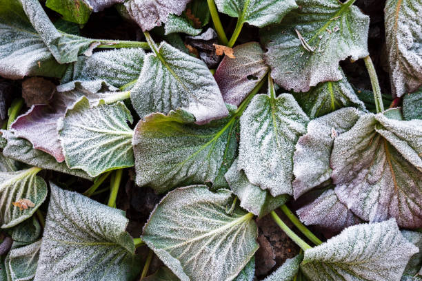 Photo of Frost covered leaves of bergenia, Bergenia cordifolia
