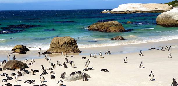Boulders beach in south africa Boulders beach protected aera in cape peninsula south africa boulder beach western cape province photos stock pictures, royalty-free photos & images