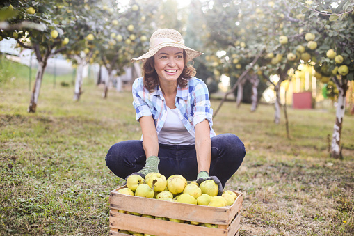 Woman working in a quince orchard. About 40 years old Caucasian female.