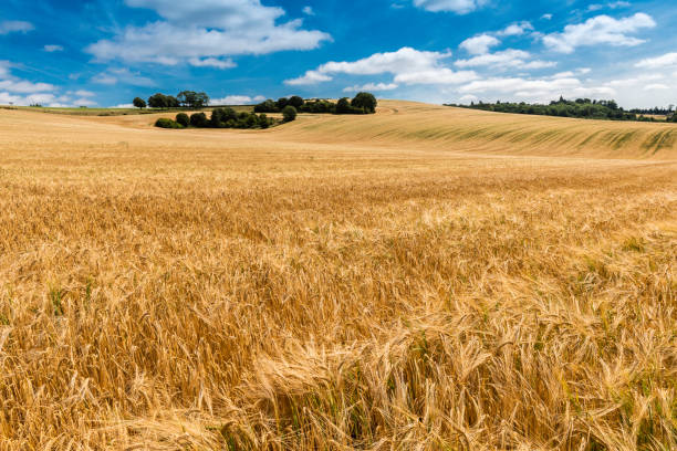istock View from the north downs in Kent near Hollingbourne overlooking Barley fields. 1182469307
