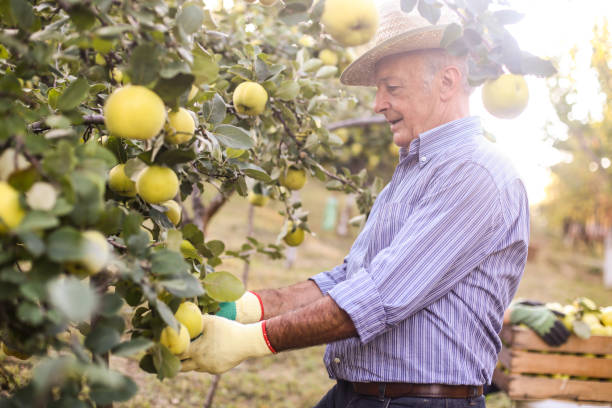 istock Senior man picking quince 1182469460