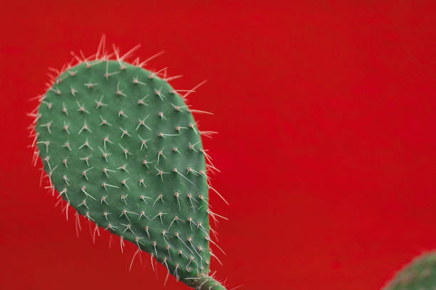 istock Green cactus on red background, close-up 1182469678