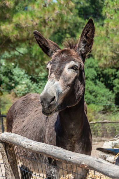 istock Donkey. Nice donkey in a stall 1182470504