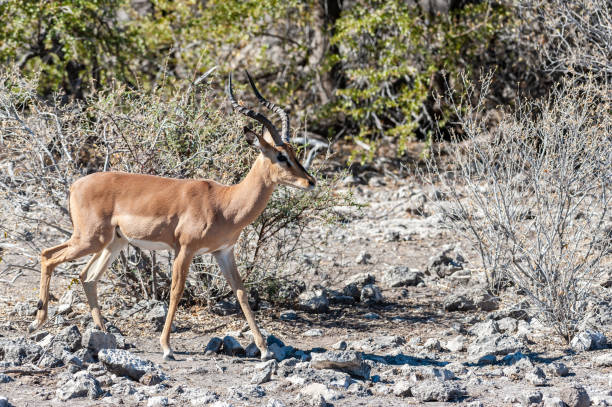 istock Impalas in Etosha National Park 1182470644