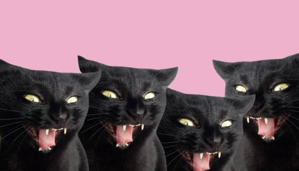Black cats with open mouth and fangs. Cats are vampires. Halloween background. Copy space. Black vampire cats. Halloween pattern. Copy space for your text. hissing photos stock pictures, royalty-free photos & images