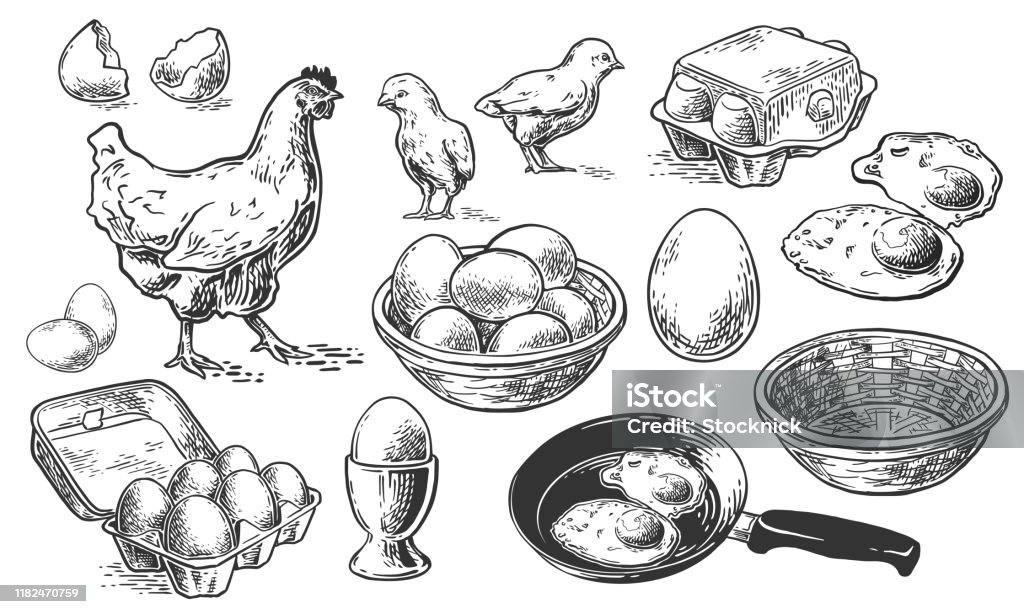 croquis ensemble de poulet - clipart vectoriel de Oeuf - Aliment de base libre de droits