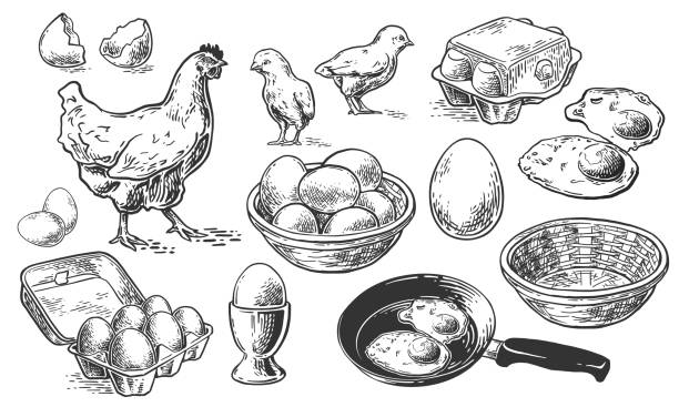 chicken set sketch Chicken farm fresh eggs. Vector set of sketch design elements. Hen, poultry and little chicken, isolated on white background. Vector hand drawn vintage engraving illustration for poster. breakfast illustrations stock illustrations