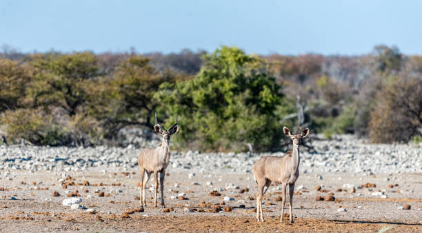 istock Kudus in Etosha National Park 1182470791