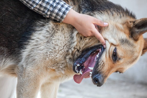 istock One German shepherd bites a man by the hand. Training and breeding thoroughbred dogs. 1182471151