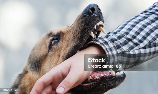 istock One German shepherd bites a man by the hand. Training and breeding thoroughbred dogs. 1182471178