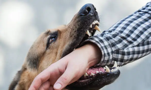 One German shepherd bites a man by the hand. Training and breeding thoroughbred dogs.