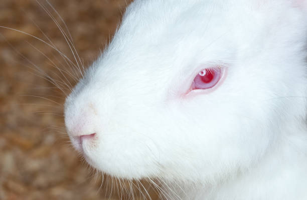 istock Small white domesticated rabbit closeup. Breeding pets. 1182471182