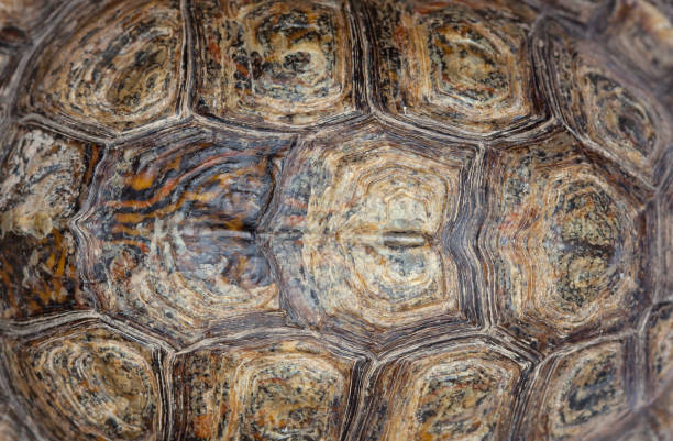 istock Beautiful bright tortoise shell closeup. Breeding turtles at home. 1182471186